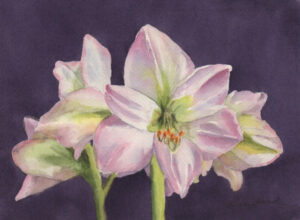 Bouffard, Vikki: Amaryllis