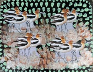 Smith, Alice: American Avocets