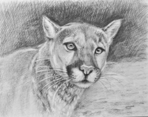 Waterbury-Kwashnak, ShawnaLee: Big Whiskers Big Trouble