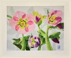 Jasperson, Ann: Hellebores 1