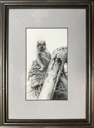 Giordano, Greg: Young Great Horned Owl