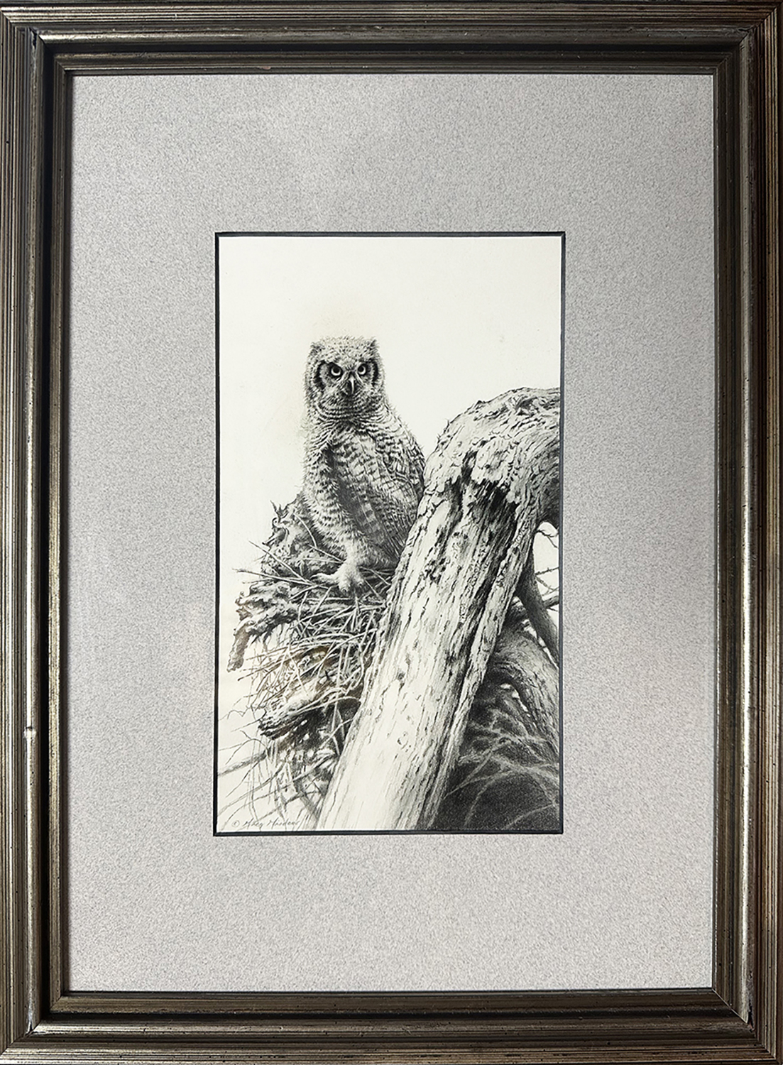 Giordano, Greg: Young Great Horned Owl