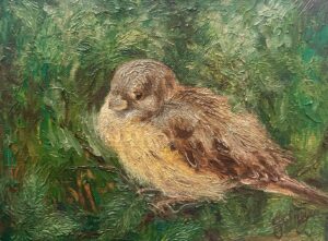 Meyer, Joan: Sparrow Tucked in