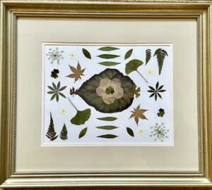 Marsan, Kellene: Begonia One