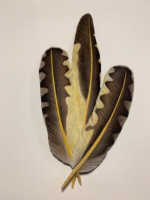 Rice, William: Flicker Feathers in Basswood