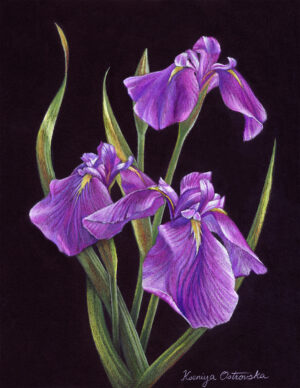 Ostrovska, Kseniya: Thriving Japanese Irises